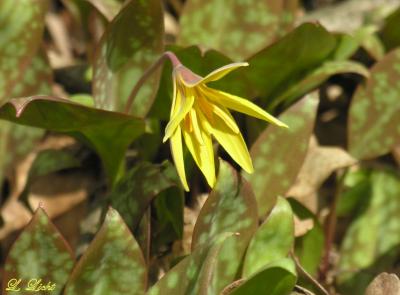 Yellow Trout Lily 199.jpg