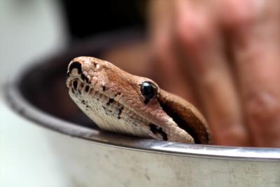 A Snake in the Bath I