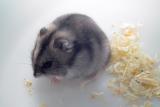hamster original