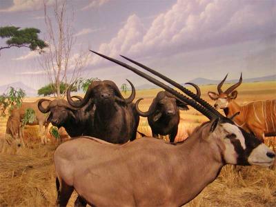 cabelas45-copy.jpg