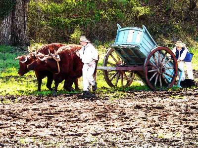 Tobacco Field