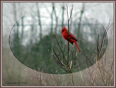 Cardinal.7164