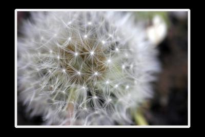 Enter the Dandelion
