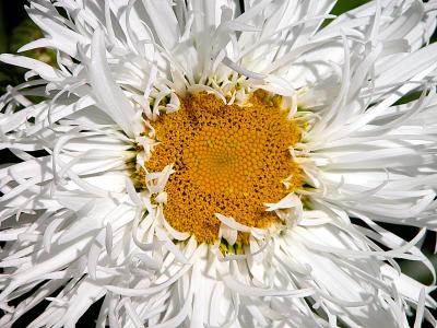 White Flower