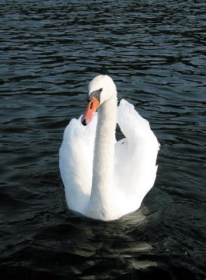Swan 1