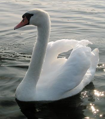 Swan 2