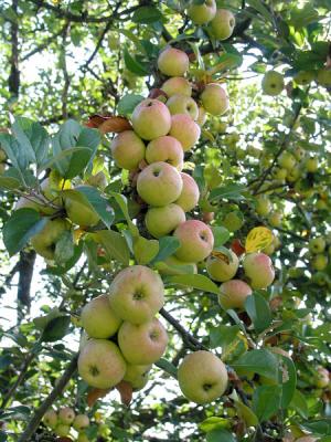 Apple tree