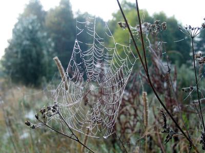 Web 1
