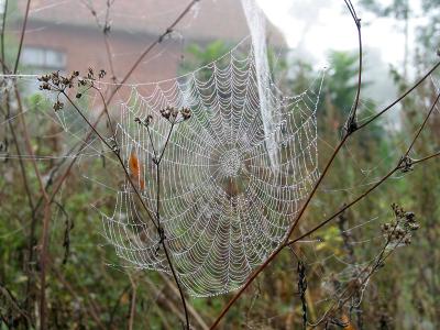 Web 2