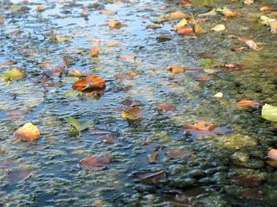 Leaves on the lake