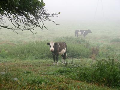 Foggy pasture-ground