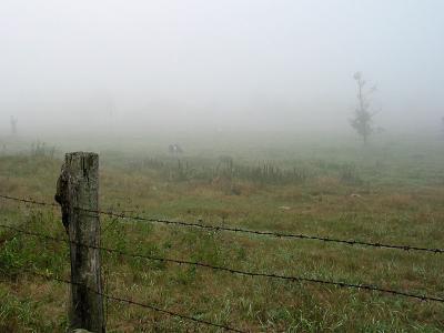 Misty pasture-ground