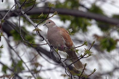 Ring Neck Turtle Dove Variant - Yard