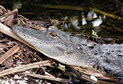 Baby Alligator