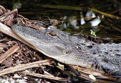 Baby Alligator