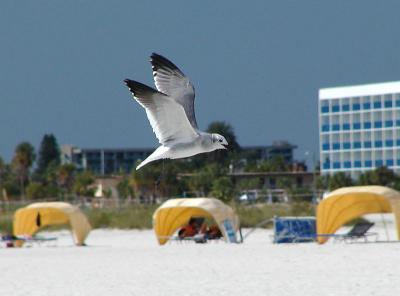 Seagull in flight