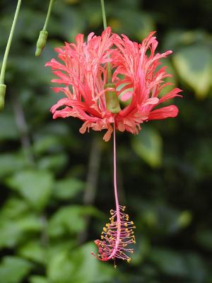 Fringed Hibiscus (Hibiscus schizopetalus)