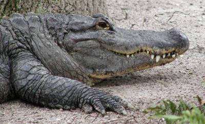Alligator