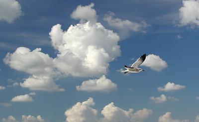 Seagull soaring (edited version)