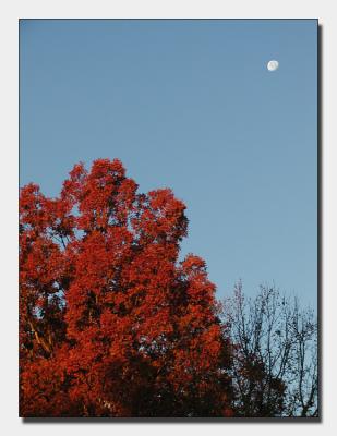 Early morning moon in the fall.