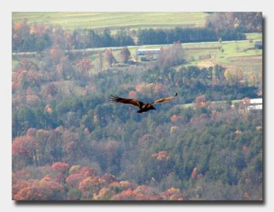 Turkey Vulture soaring