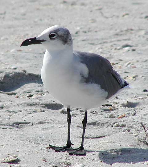 Seagull