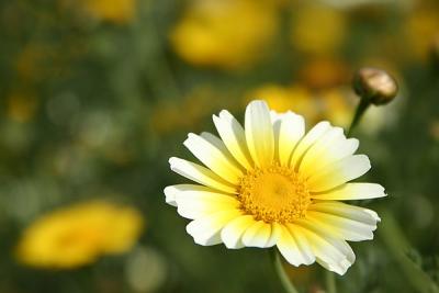 Img_9382 copy.jpg