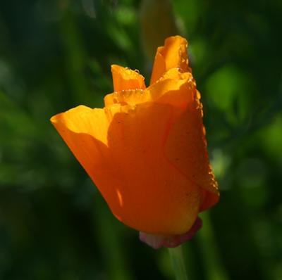 Img_9011 copy.jpg