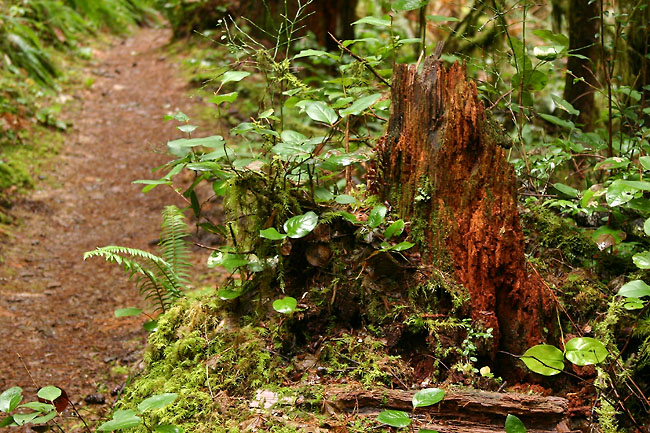 Mostly overlooked on the trail