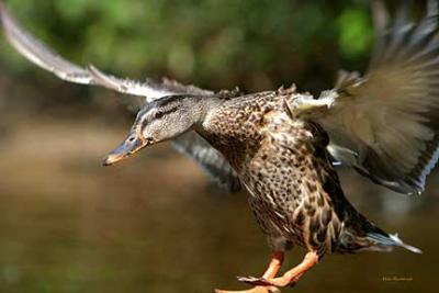 Winged Landing - Duck
