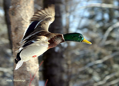 Caught On The Wing