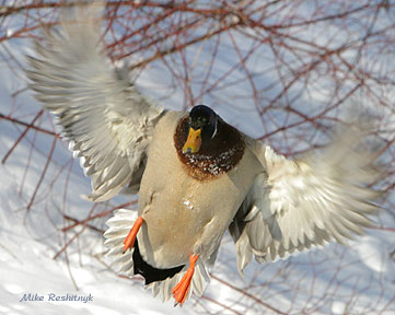 Swing-Dancing Mallard