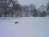 1.22.05 central park 59