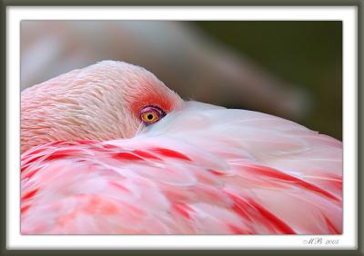 Flamingos eye