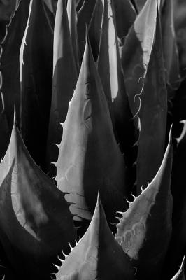 Agave Close Up