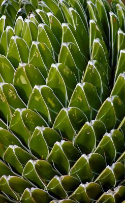 Queen Victoria Agave, Side View