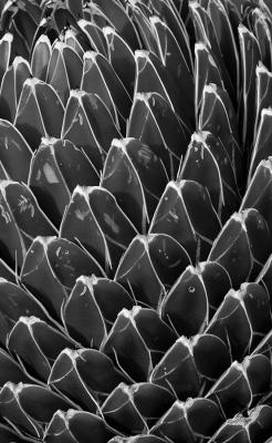 Queen Victoria Agave, Side View B&W