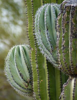 Saguaro Limb