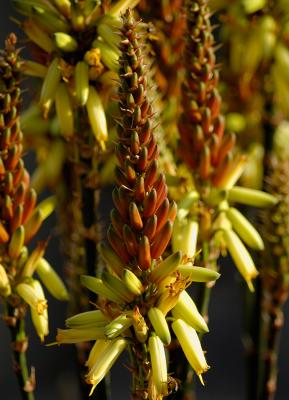 Aloe Flowers