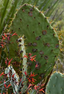 Prickly Pear and Flowers