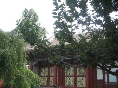 Chinese Building through Trees.JPG