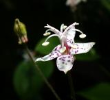 Tricyrtis Dilatata (Liliacae)