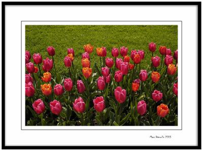 Yerres, tulips