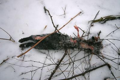 Jan 26: A cruel winter