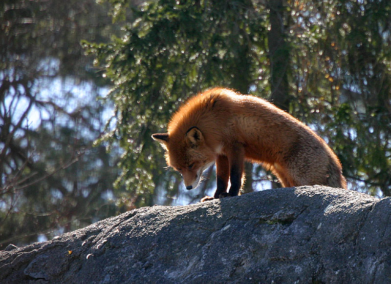 Red fox