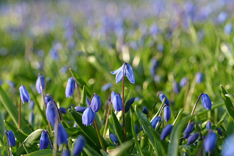 April 17: Scilla