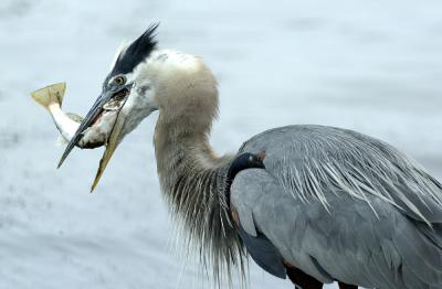 Blue Heron Eating