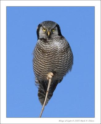 Northern Hawk Owl 2