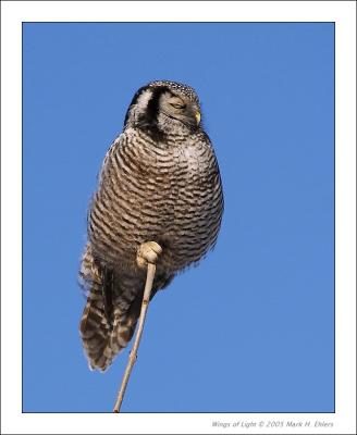 Northern Hawk Owl 3