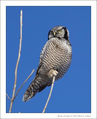 Northern Hawk Owl 4